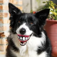 Pelotas Para Perros Kong Grinz, Pelota sonrisa para perro