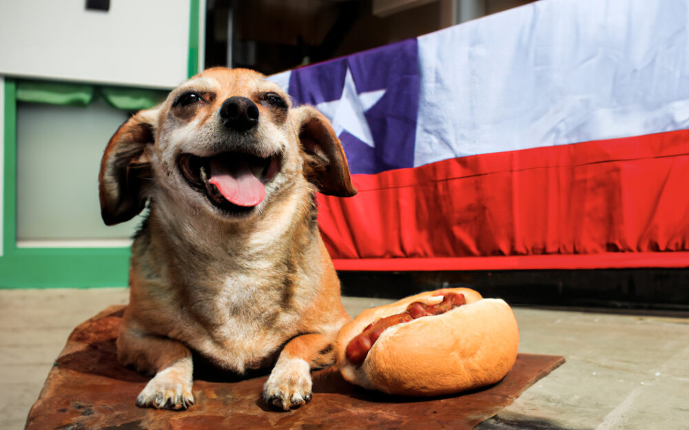 mascotas en fiestas patrias