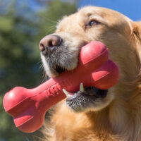 Kong Goodie Juguete Hueso Clásico Rellenable Perro Grande Color Rojo Talla L - Imagen 4