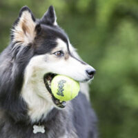 Kong Squeak Air Balls X-small Juguete Pelota Perro Pack X3- - Imagen 5