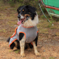 Capa Toalla Para Perro Tela Absorbente De Microfibra Talla L - Imagen 7