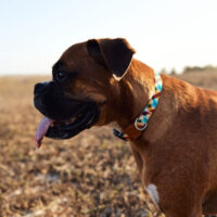 Collar Suave Resistente Ajustable Para Perros Zeedog Color Phantom Tamaño Del Collar Medium - Imagen 6