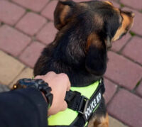 Arnes Police K9 Perros Pequeños Medianos Grandes Xs S M L Xl - Imagen 7