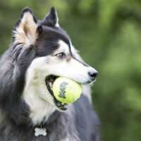 Juguete Para Perro Kong Pelota Tenis Extra Grande Color Amarillo - Imagen 5