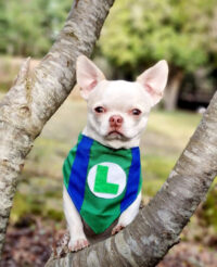 Bandana Para Mascotas Mario Bross | Cosplay Perros O Gatos - Imagen 37