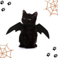Disfraz De Murciélago Para Mascotas - Imagen 4