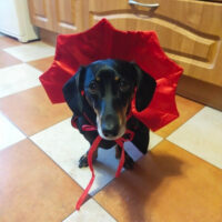 Disfraz Conde Drácula Para Mascotas - Imagen 7
