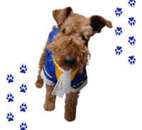 Disfraz Bestia Disney Mascotas Perro Grande Principe Azul - Imagen 20