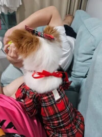 Vestido De Navidad Para Perritas O Gatitas | Navidad Mascota - Imagen 6