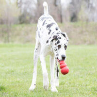 Juguete Para Perro Kong Classic Xxl Color Rojo - Imagen 3