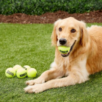 Juguete Para Perro Kong Pelota Tenis Extra Grande Color Amarillo - Imagen 8