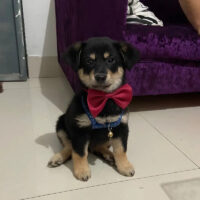 Corbatines Para Perros O Gatos - Imagen 11