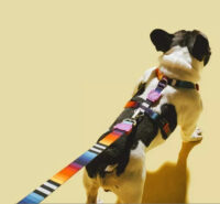 Arnés Para Perro Prisma H-harness Zeedog Talla Xs - Imagen 3