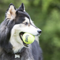 Pelota Tenis Fieltro Squeakair L Perro Kong Color Amarillo - Imagen 3