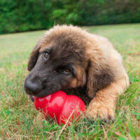 Kong Classic Small Juguete Interactivo Para Perro - Imagen 7