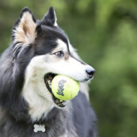 Kong Pelota Para Perro Squeakair Ball Mediana Tenis Juguete Color Amarillo - Imagen 5
