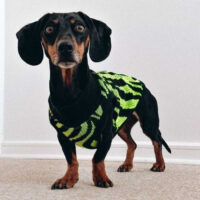 Kimba Eco Chaleco Para Mascotas Perros Gatos Talla S - Imagen 24