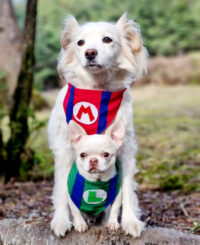 Bandana Para Mascotas Mario Bross | Cosplay Perros O Gatos - Imagen 45