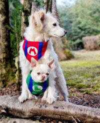 Bandana Para Mascotas Mario Bross | Cosplay Perros O Gatos - Imagen 11