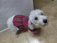 Vestido De Navidad Para Perritas O Gatitas | Navidad Mascota - Imagen 23
