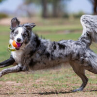Juguete Para Perro Pelota Birthday Kong Sonido Pack3 Talla M - Imagen 5