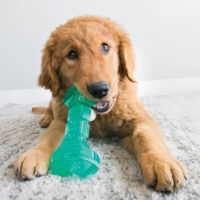 Juguete Para Perros Kong Squeezz Dental Bone, Color Verde - Imagen 4