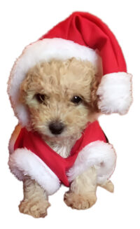 Traje Navidad Perros O Gatos Santa Claus | Tallas Xxs A 3xl - Imagen 3