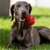 Kong Classic Medium Juguetes Rellenable Perro Mediano Color - Imagen 4