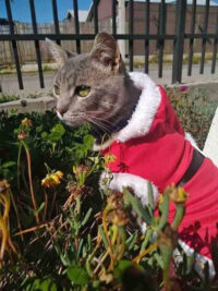 Traje Navidad Perros O Gatos Santa Claus | Tallas Xxs A 3xl - Imagen 18