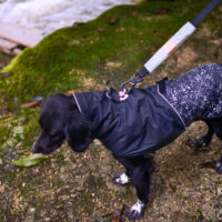 Correa Para Perros Ultraliviana Zeedog Air Leash Color Classic - Imagen 5