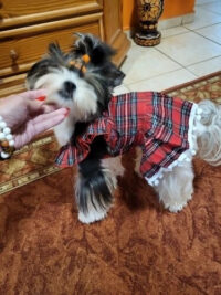 Vestido De Navidad Para Perritas O Gatitas | Navidad Mascota - Imagen 10