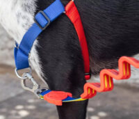 Correa Para Perro Zeedog Ruff Leash Modelo Puzzle Talla S - Imagen 4