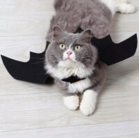 Disfraz De Murciélago Para Mascotas - Imagen 5