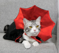 Disfraz Conde Drácula Para Mascotas - Imagen 6