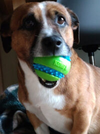 Pelota Kong Squeezz Goomz Ball Talla L Resistente Con Sonido - Imagen 4