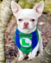 Bandana Para Mascotas Mario Bross | Cosplay Perros O Gatos - Imagen 36