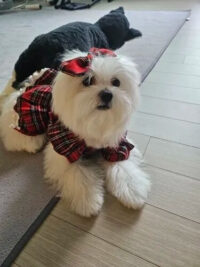 Vestido De Navidad Para Perritas O Gatitas | Navidad Mascota - Imagen 5