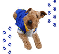 Disfraz Bestia Disney Mascotas Perro Grande Principe Azul - Imagen 21