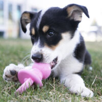 Kong Puppy Binkie Talla M | Rosado Y Celeste - Imagen 5