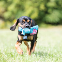 Peluche Mediano Kong Cozie Baily Dog Para Perros - Imagen 4