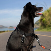 Arnés Anti Tirones Zeedog Soft Walk Gotham Talla S - Imagen 3