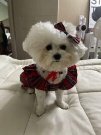 Vestido De Navidad Para Perritas O Gatitas | Navidad Mascota - Imagen 9