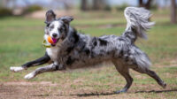 Juguete Para Perro Pelota Birthday Kong Sonido Pack3 Talla M - Imagen 7