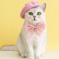 Boina Para Mascotas | Gorro De Invierno Para Perros Y Gatos